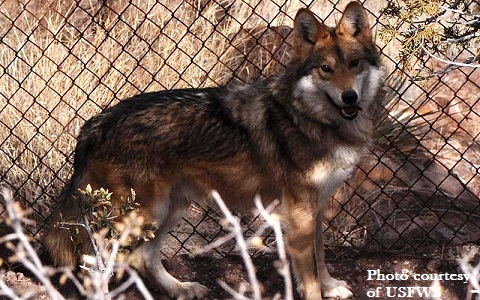 M1043 in 2009 at Ladder Ranch Wolf Management Facility